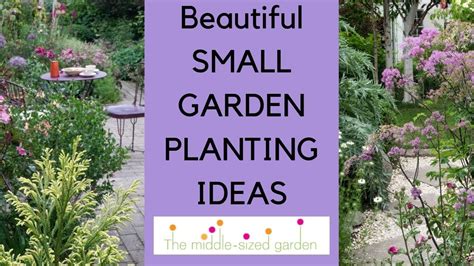 Small garden planting ideas...plants for narrow or small gardens ...