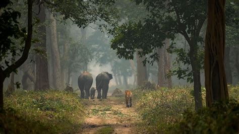 Dudhwa National Park - Best Tiger Safari Park in India 2021