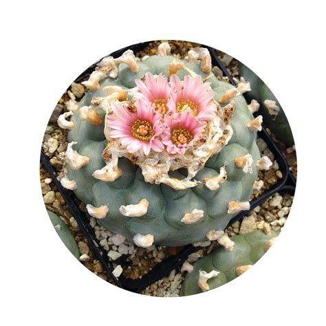 Peyote-Cactus Seeds - 49 Home-Good Gifts - The Cut