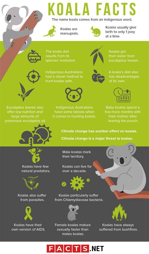 Koala Facts Infographics | Animal facts for kids, Facts, Koala