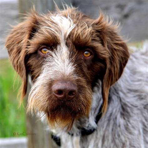 German Wirehaired Pointer Photograph by Kae Cheatham - Fine Art America