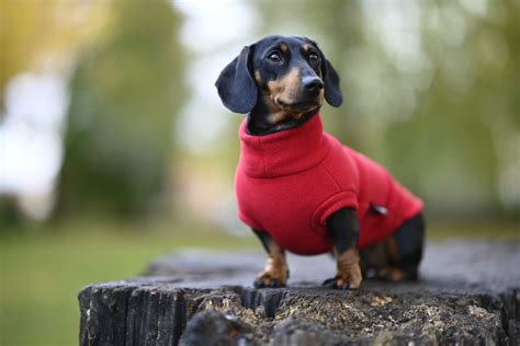 Does Your Dog Need A Sweater For The Cold? What To Consider | PawTracks