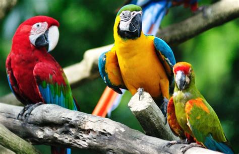 Jurong Bird Park | Singapore Tourism - Thomas Cook