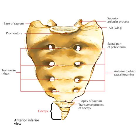 Coccydynia : Causes, Symptoms, Diagnosis & treatment - Mobile