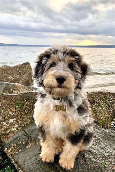 Aussiedoodle Colors Guide (Blue Merle, Black, Chocolate, Red etc ...