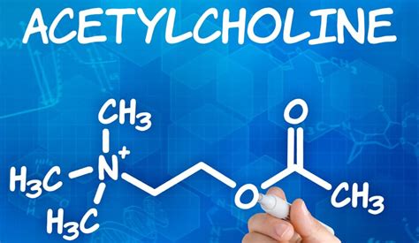 What Is Acetylcholine And What Does It Do? - SCALAR LIGHT