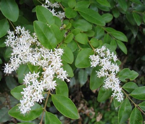 very fragrant white blooming shrub - Google Search Ligustum Japonicum ...