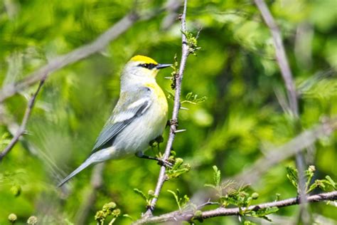 Bird Hybrids: Blue-winged Warbler x Golden-winged Warbler