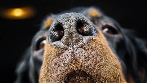 Who Nose: 21 Close-Up Photos From Across the Animal Kingdom - The Shutterstock Blog