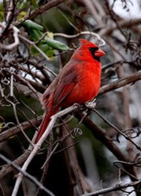 Songbirds: North Carolina's State Bird-How to Identify the Northern ...