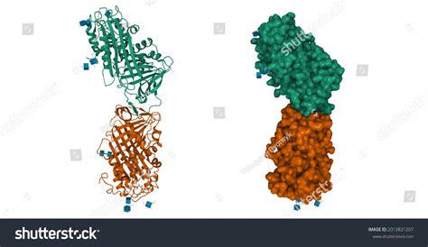 Structure Human Antithrombin Iii Dimeric Form Stock Illustration ...