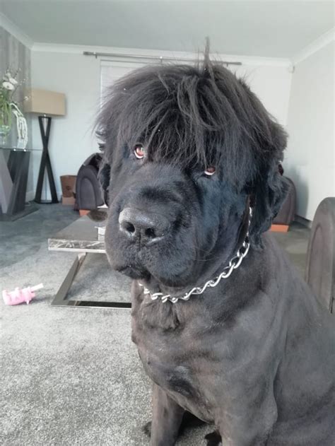 Just shaved my Newfoundland look at his new hair style what a dude : r/dogpictures