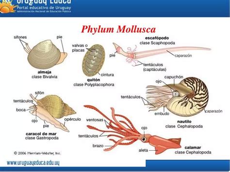 PPT - Phylum Mollusca PowerPoint Presentation - ID:2998588