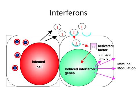 PPT - Viruses and what they do - PowerPoint Presentation, free download - ID:270351