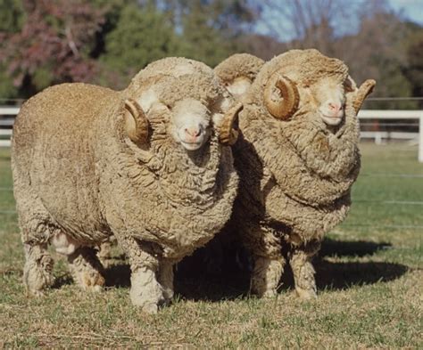 How Much Wool Per Sheep is Produced Annually? (+top breeds)