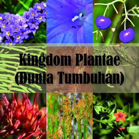 Kingdom Plantae - RumusHitung.Com