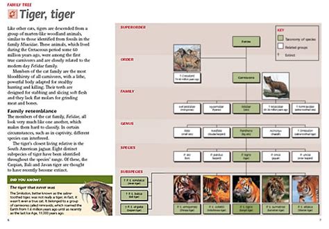 Faimily tree of the tiger - jaguar, Caspiam, Bali, Java