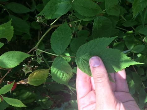 Red Raspberry Leaves — Four Season Foraging