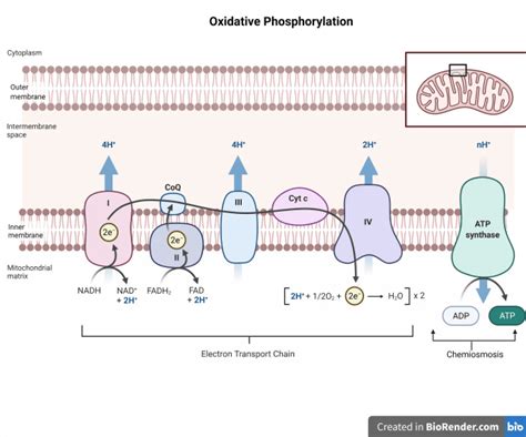 Oxidative Phosphorylation: Mechanism and Regulation • Microbe Online