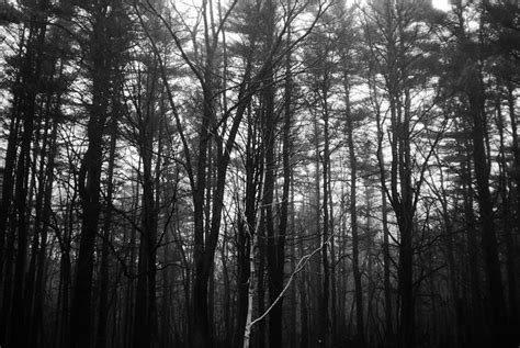 deep dark forest | Flickr - Photo Sharing!