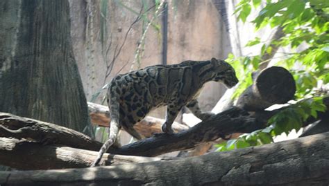 Satwa Langka Macan Dahan Berhasil Diselamatkan dari Pasar Gelap - TIMES Jatim