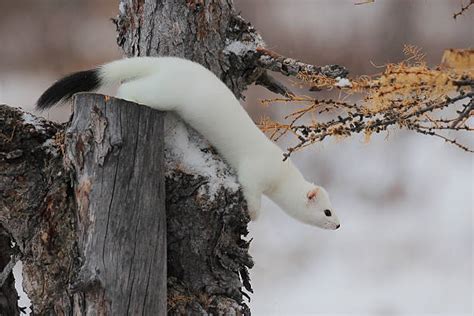 White Weasel Stock Photos, Pictures & Royalty-Free Images - iStock