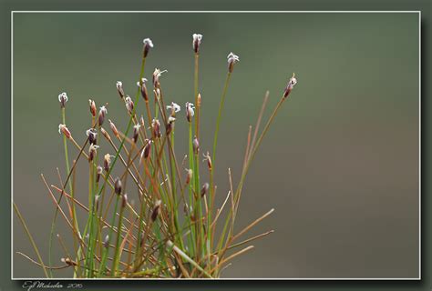 Nålesivaks (Elocharis acicularis)