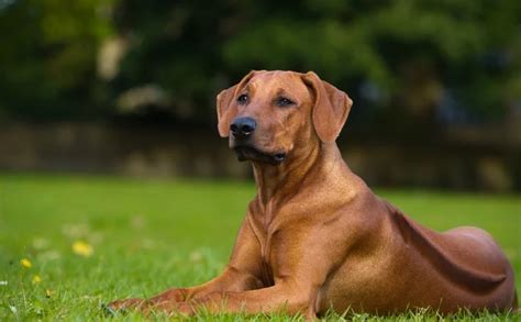 Native Nigerian Dog Breeds | All dogs of Niger | Dog breeds originating in Niger