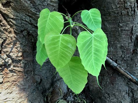 Peepal Leaves Stock Photos, Images and Backgrounds for Free Download