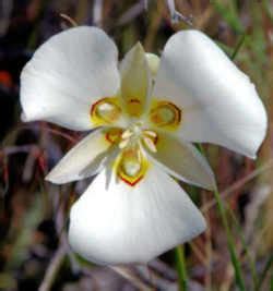 Utah State Flower: Sego Lily