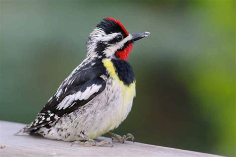 Yellow-bellied Sapsucker - Call| Range | Behavior | Diet | Habitat ...