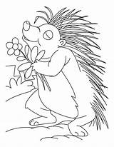 Porcupine Coloring Sheet Pages sketch template