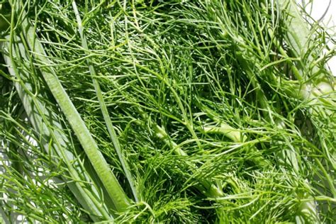 Why Fennel Is Really Bad For Your Garden – But You Should Grow it Anyway