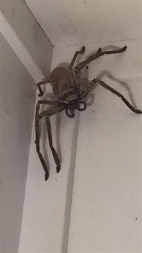 Woman finds massive huntsman spider at home in Queensland, Australia | Metro News