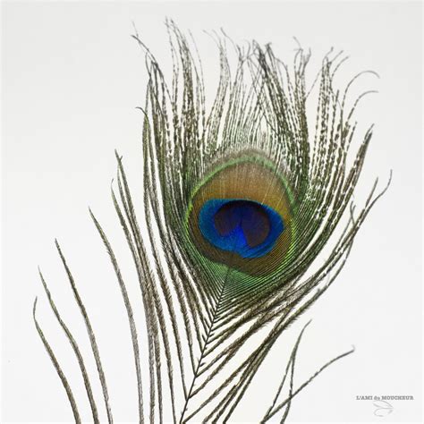 Peacock Eye - Lenght 12" - Natural color. - Fly tying - L'ami du moucheur