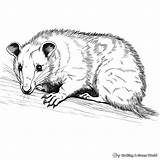 Possum Coloring Pages  Free & Printable sketch template