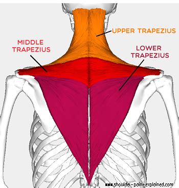 Trapezius Stretches: Loosen Tight Traps - Shoulder Pain Explained