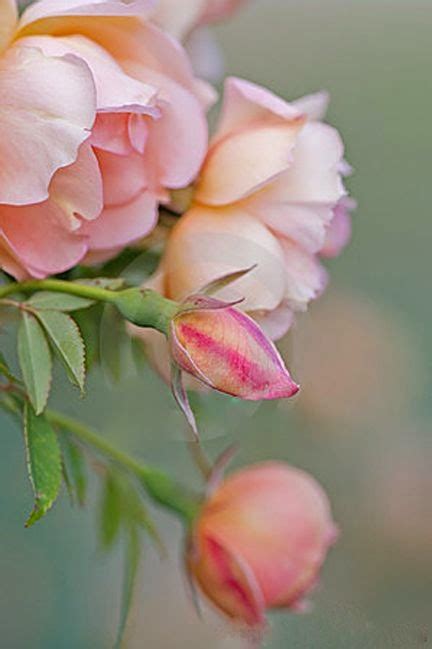 Flowers Gardens: Pale Pink Roses