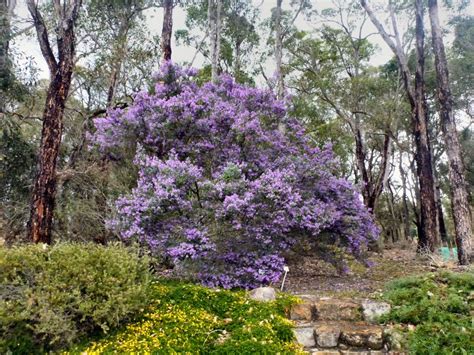 Prostanthera ovalifolia: oval-leaf mintbush | Australian plants, Garden ...