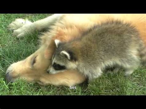 Raccoon VS Dog - YouTube