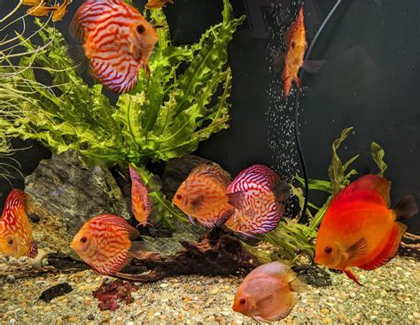 Planted Discus Office Tank | Show Us Your Tanks