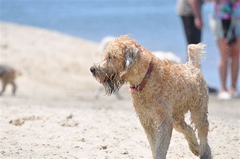 Dog Beach | Ocean Beach San Diego CA