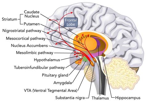 Parkinson's Disease Symptoms, Causes & Parkinsonism | MNC