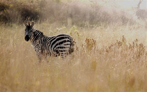 Ngorongoro Conservation Area | Across Wilderness Expedition