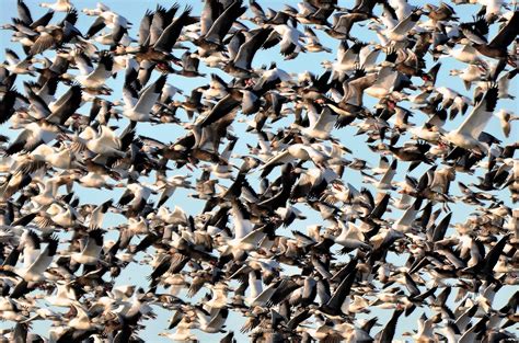 Spring Snow Geese - Iowa Wildlife Federation