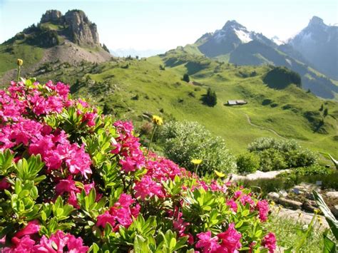 Alpine Garden Interlaken Switzerland | Fasci Garden