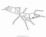 Black Ant Coloring Page For Kids  Free Pheasants And Partridges sketch template