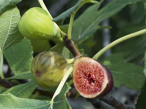 14 Dwarf Fruit Trees to Create a Mini-Orchard on Your Patio