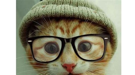 Nerd Cat - Random Funny Cat