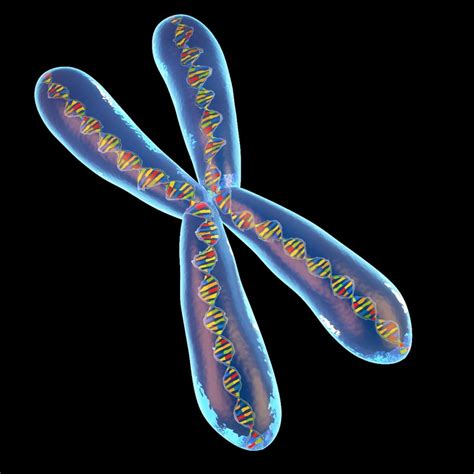 chromosome 3d model